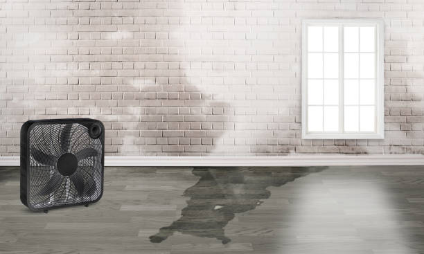 Best Commercial water damage restoration  in Feather Sound, FL