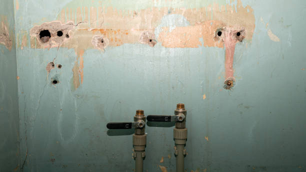 Best Water damage restoration specialists  in Feather Sound, FL